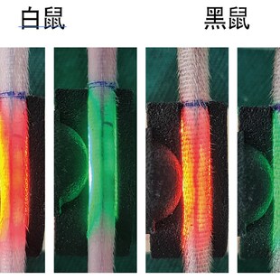 实验小鼠尾静脉注射可视化显像尾注设备疏尾miceesy指环侧方静脉