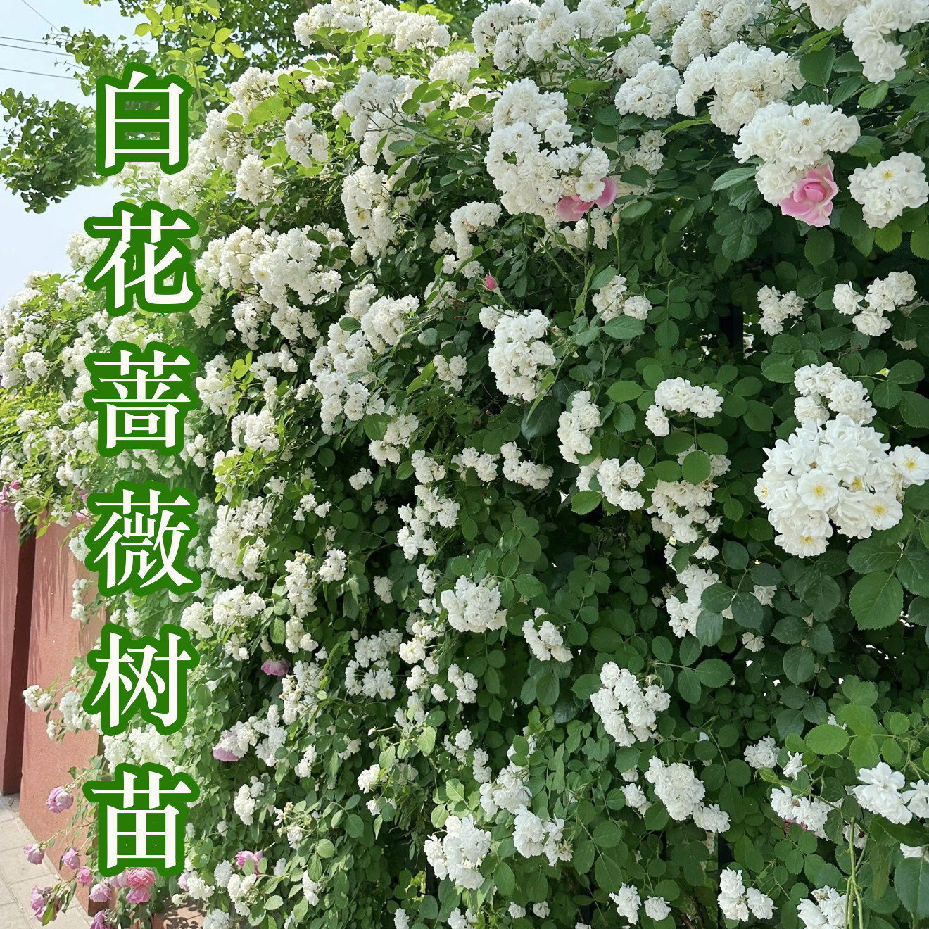 白蔷薇花【花镜の恋】