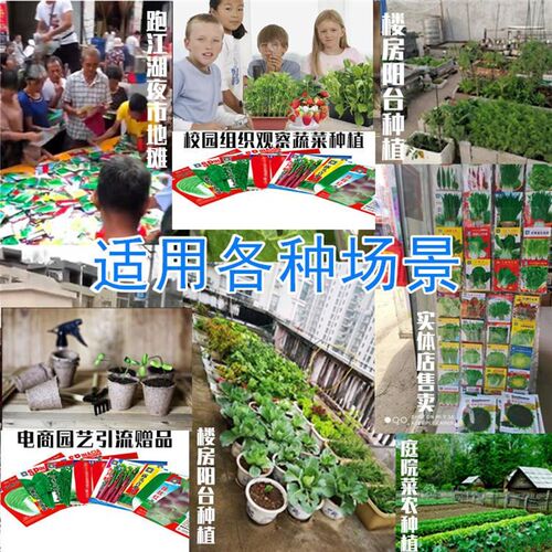 Tomato Seed garden plants Bonsai organic fruit and vegetabl