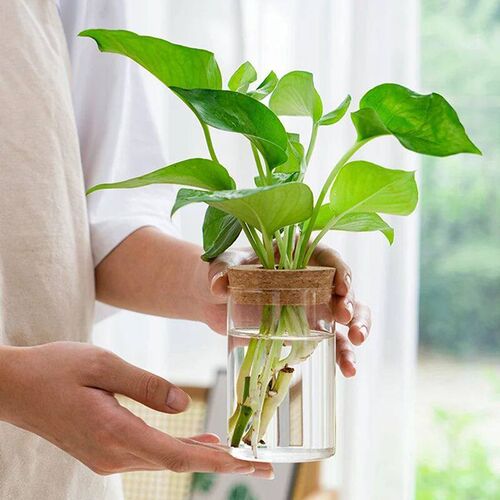 Mini Hydroponic Flower Pot Transparent Terrarium Glass Soill