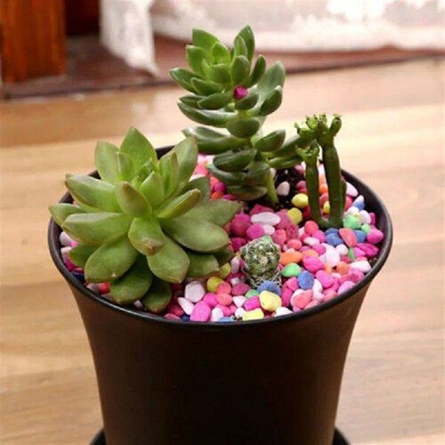 10Pcs/set Round Plastic Flowerpot Reusable Succulents