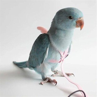 Parrot Flying Harness Leash Suit Pet Bird Outdoor Flight