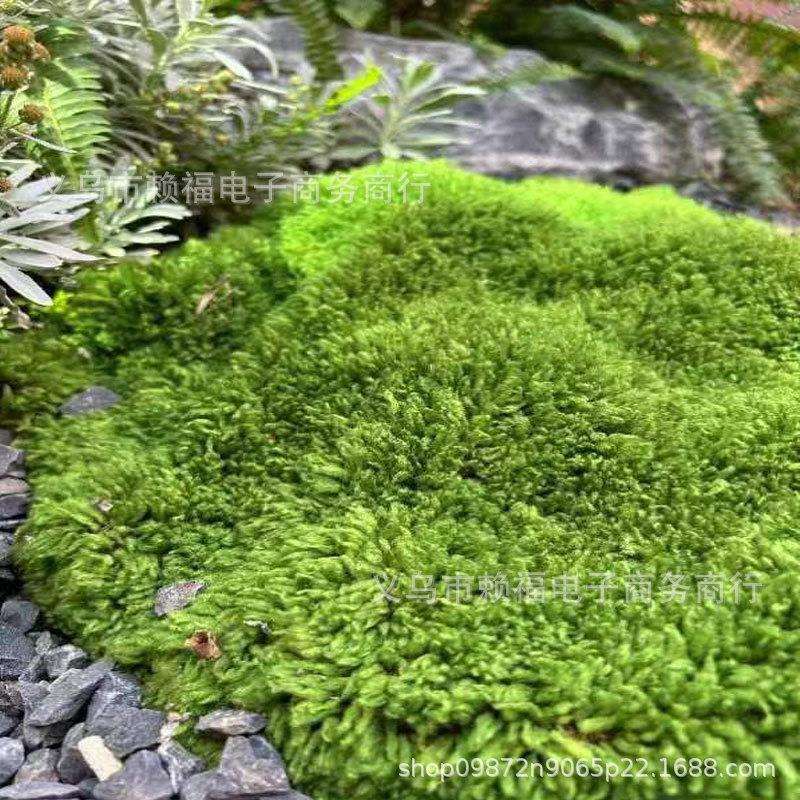苔藓仿真白发藓大灰藓永生苔仿真星星藓微景观短绒藓植物庭院草皮