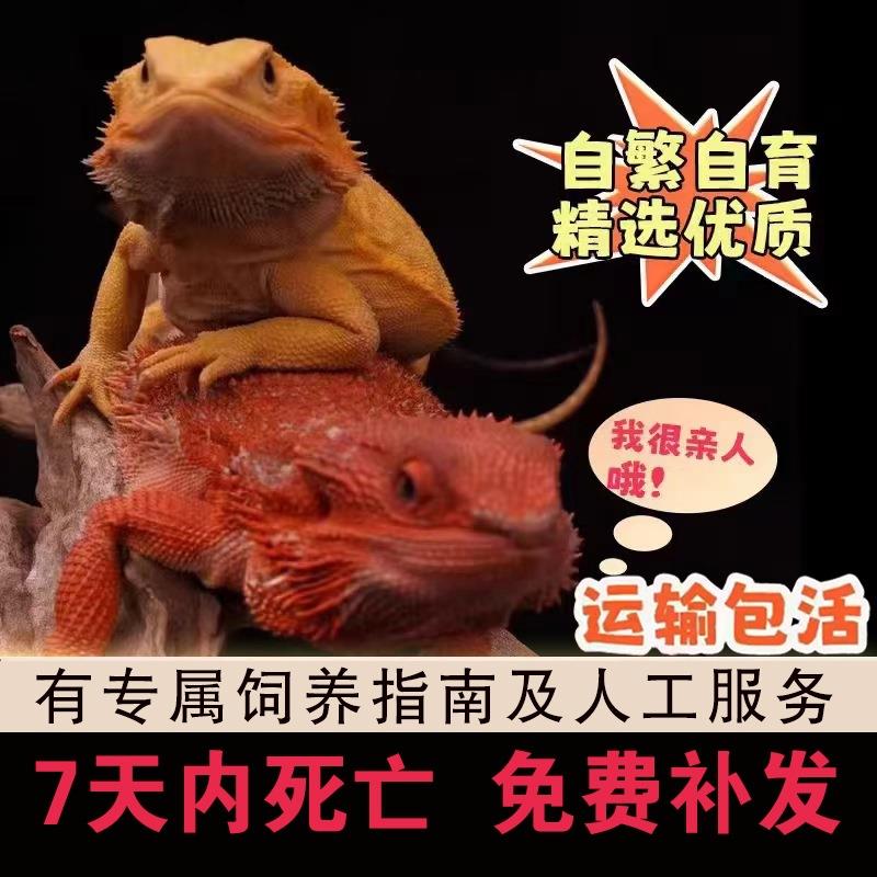 鬃狮蜥蜴宠物幼体入门级爬宠异宠温顺不咬人柑橘wit红系超白zero