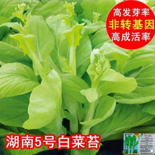 Early maturing cabbage moss seeds, cabbage heart seeds, swe