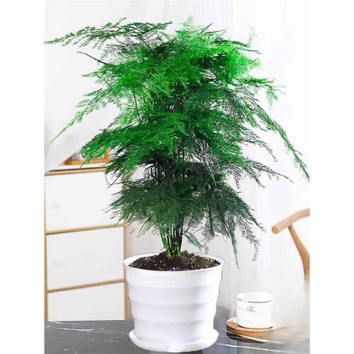 Wenzhu bonsai flowers, easy to live plants, indoor office h