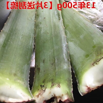 Aloe vera potted plant fresh large aloe vera can eat aloe