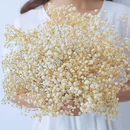 Natural Fresh Dried Preserved Flowers Gypsophila Paniculata