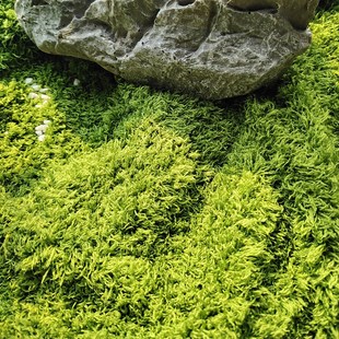 仿真苔藓草皮草坪人工布料四季通用人造青苔仿生造景垫子草地地毯