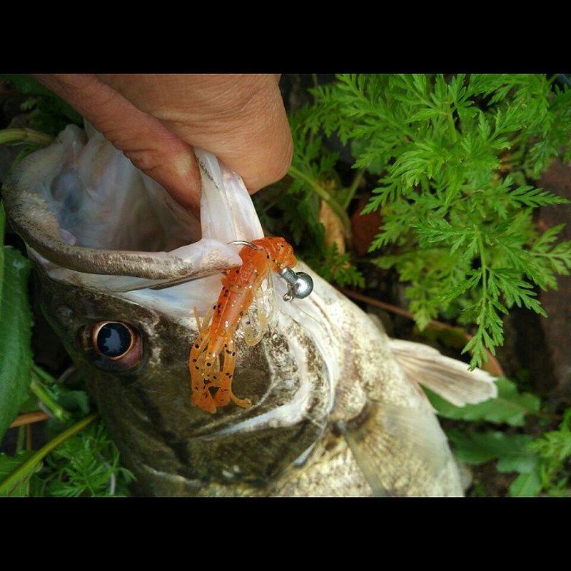 ZERG虫族CRW 虾 路亚软饵软虫 柔软耐用加盐 德州钓组倒钓铅头钩,户外/登山/野营/旅行用品,路亚饵,淘宝优惠券,粉丝福利购,淘宝优惠卷