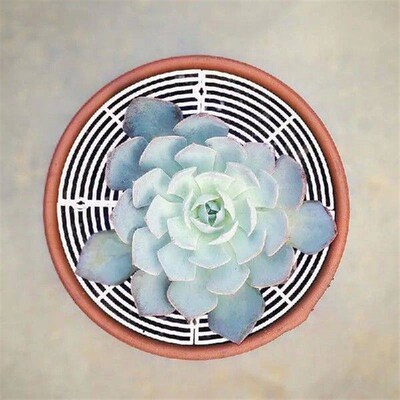 Cat Plant Protector Anti-Slip Flexible Cuttable Planter