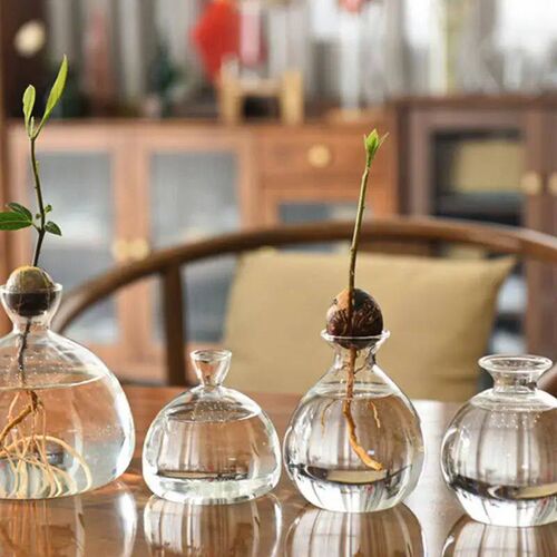 Transparent Glass Vase Avocado Seed Starters Vase Seed Growi