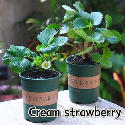 basil plants herbs mint rosemary thyme, spices Edible plant