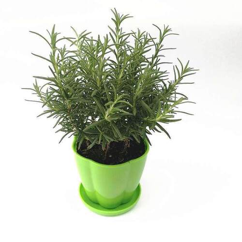 Rosemary potted plants edible insect repellent herb plant ta