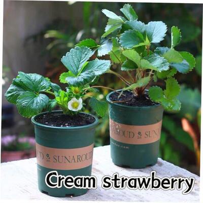 basil plants herbs mint rosemary thyme, spices Edible plant