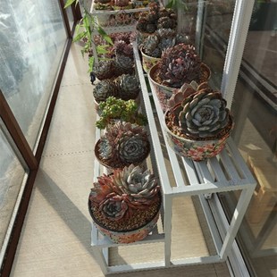 【花含烟】阳台多肉花架多层落地室内绿植兰花架子梯形花架室外
