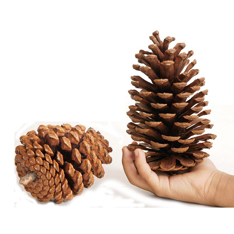 4pcs 10-14cm big size naturally pine cones for Christmas dec