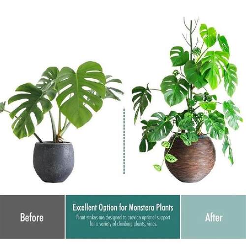 AUAU-Monstera Plant Support Clips Ties Set,Plant Support