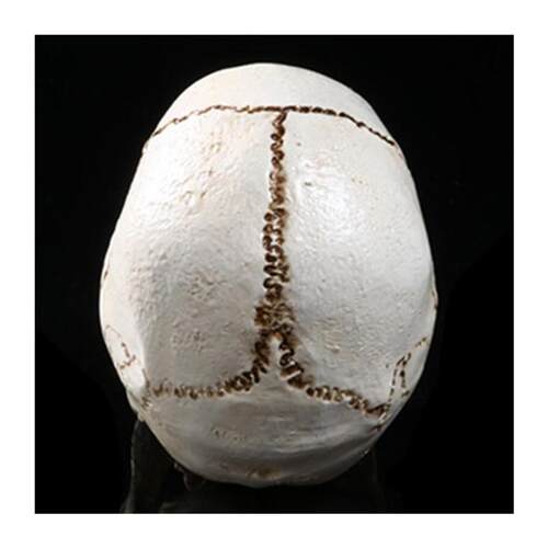 Human Head Replica Resin Divided 3D Skull Mould for Hallowee