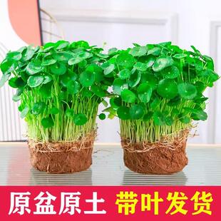 Hydroponic plants, potted plants, indoor hydroponics, leafy