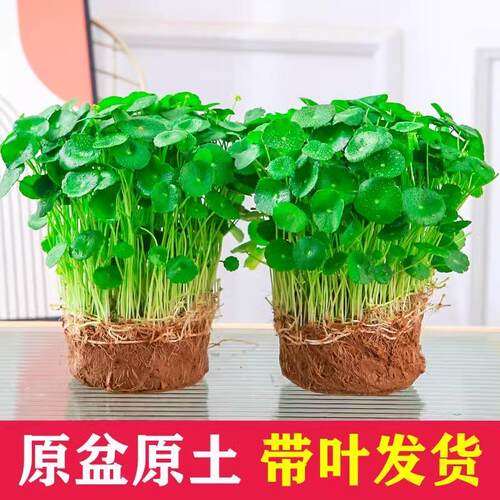 Hydroponic plants, potted plants, indoor hydroponics, leafy
