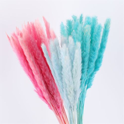 Eternal Small Reeds Dried Flowers Pampas Reed Pampas Natural
