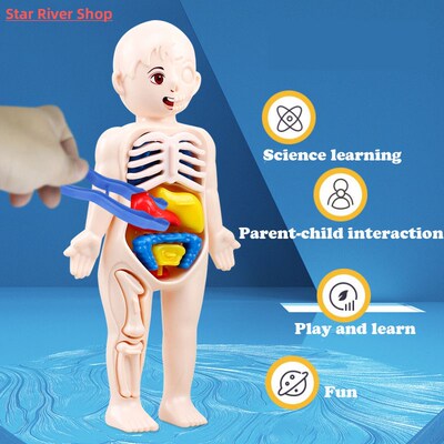 Kid Montessori 3D Puzzle Human Body Anatomy Model Educationa