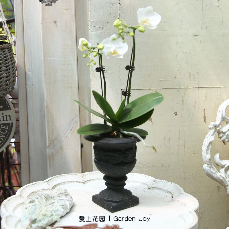 爱上花园丨园艺庭院 铸铁做旧摆件 藤蔓花朵环身 小奖杯盆