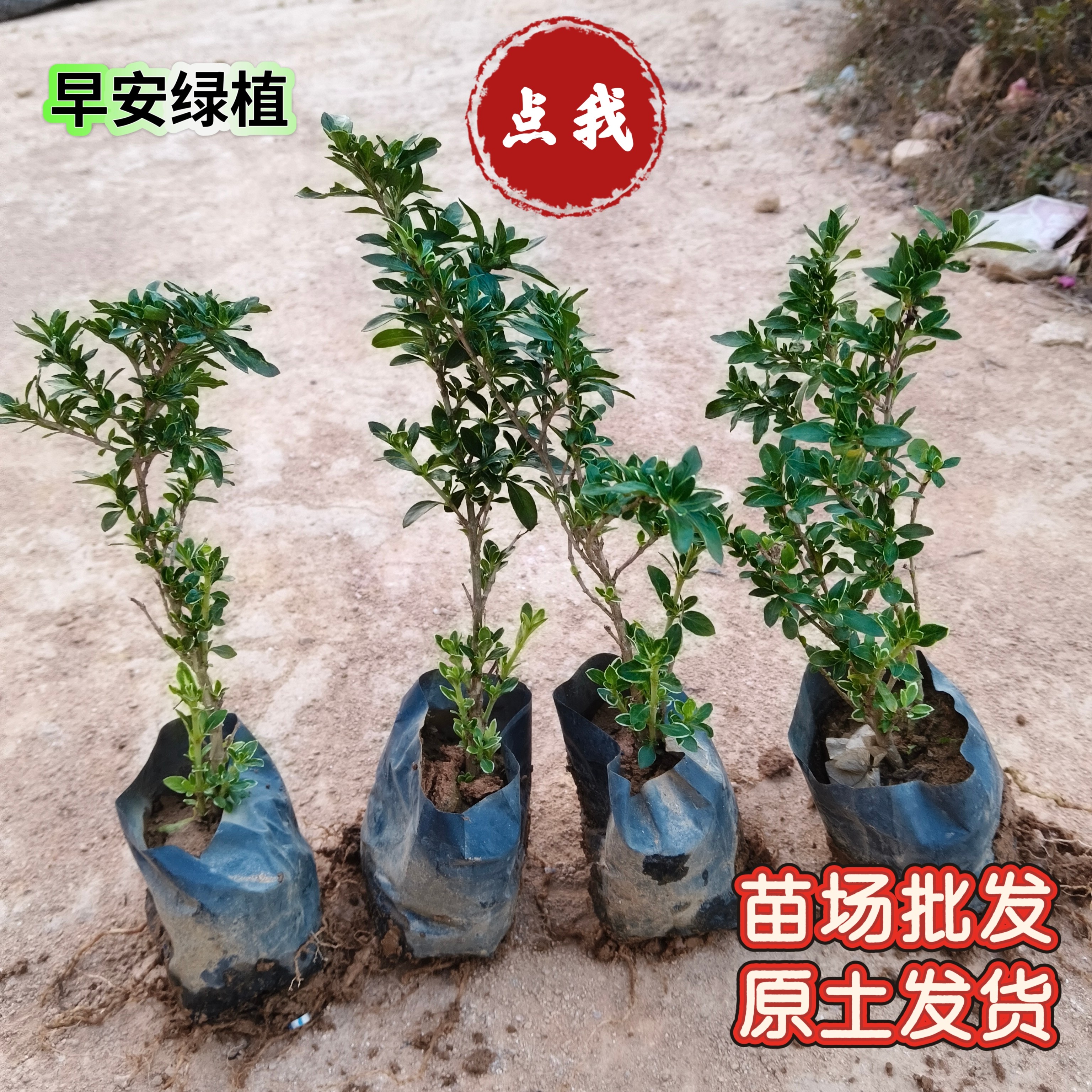 六月雪盆栽小苗白花金边提根造型