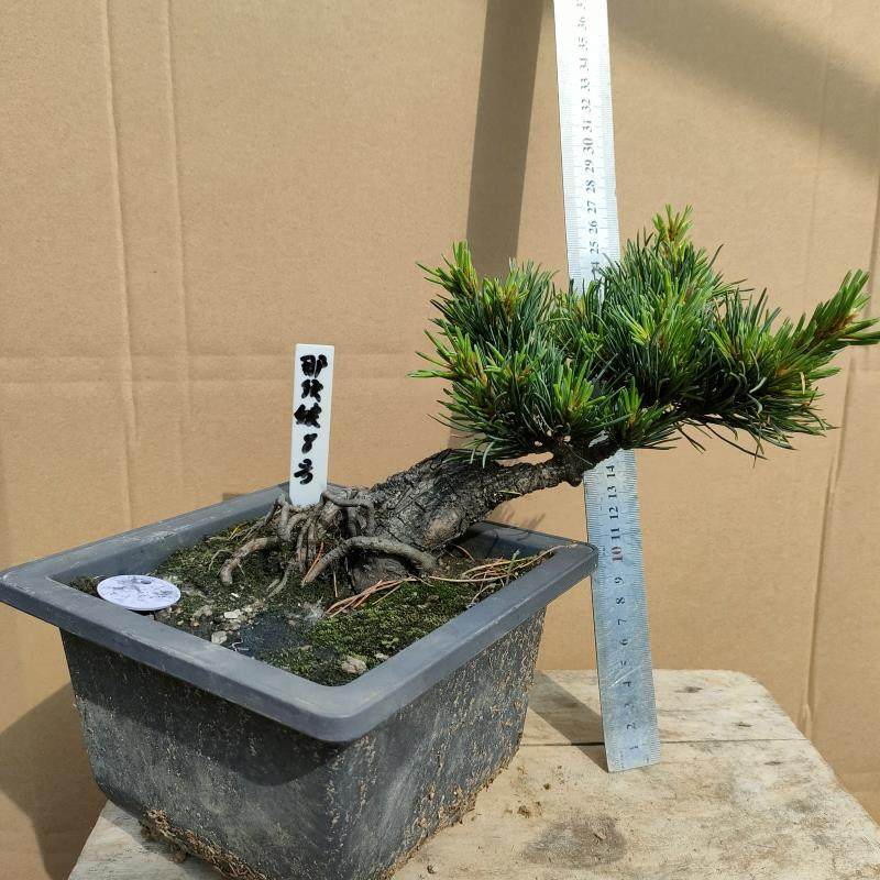 那须娘大阪松盆景贵品松树品种松树那须娘大板松老盆口短针八房性