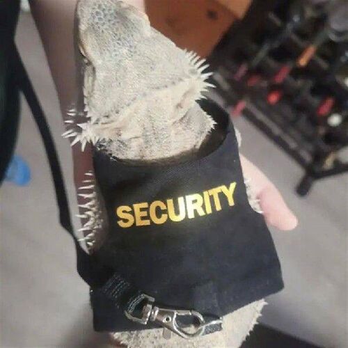 Lizard Leashes Bearded Dragon Comfortable Adjustable Lizard