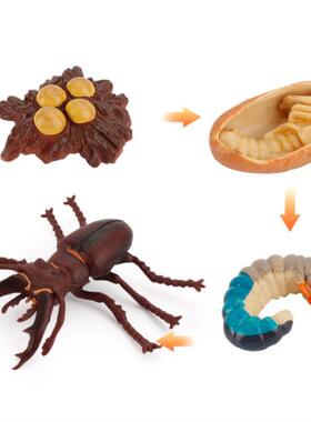 Kids Educational Toys Plant Seeds Growth Life Cycle Playset