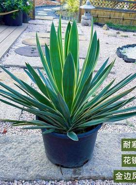 金边凤尾兰金心丝兰盆栽剑麻花境花园植物多年生耐寒耐热耐旱线条