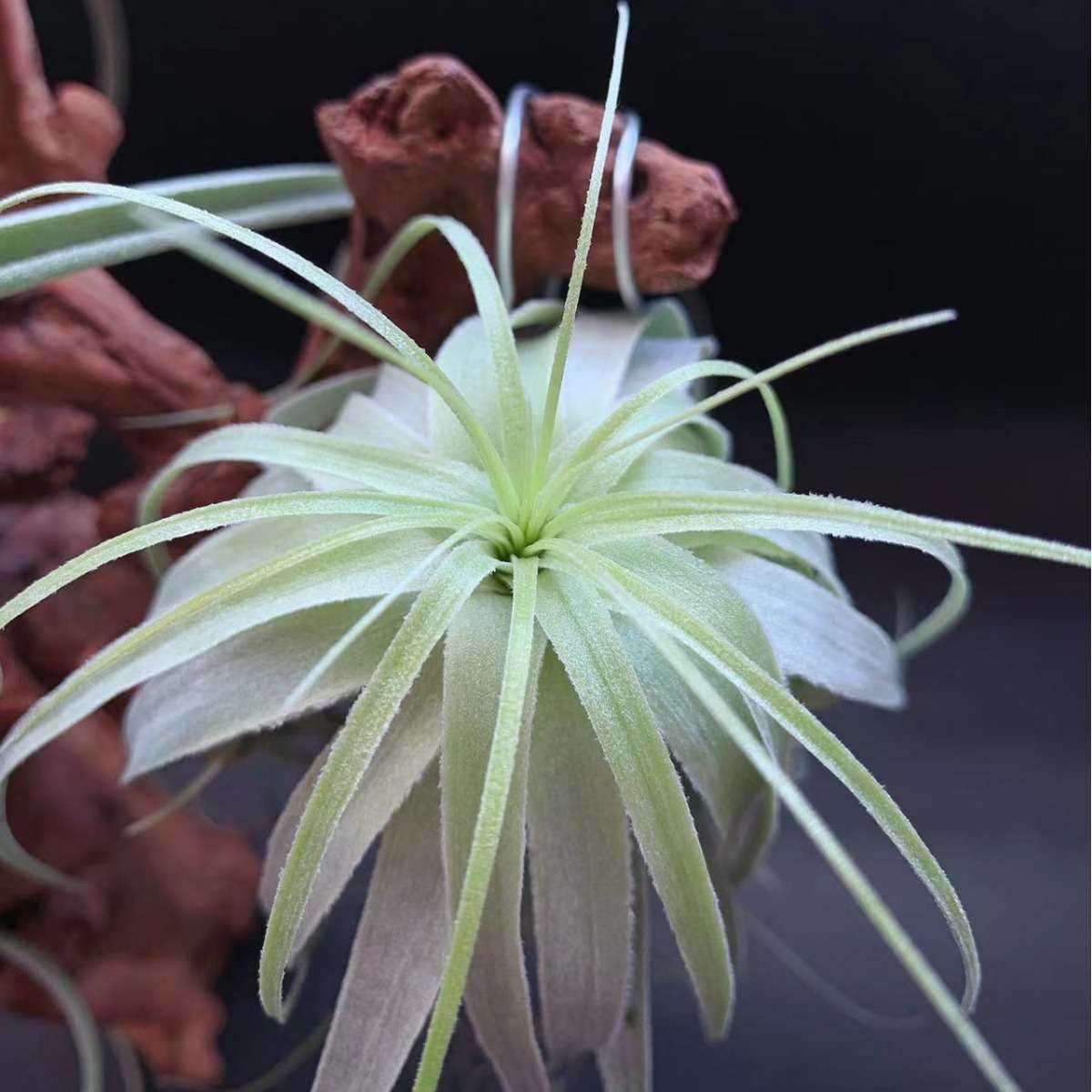 雨林薄纱江苏基地直发空气凤梨无土懒人植物绿植稀有家居办公室