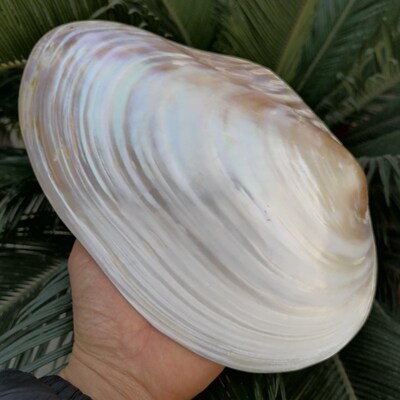 超大天然光亮炫彩双面珍珠贝蚌壳创意家居收藏橱窗拍摄道具摆件