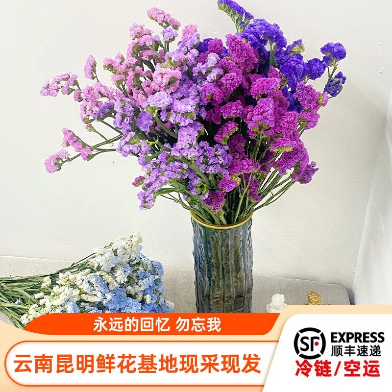 云南昆明勿忘我鲜花基地直邮勿忘勿真花半干花家庭生活用花做干花