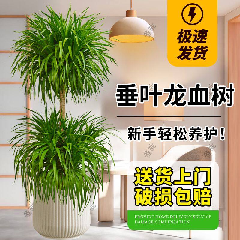 龙血树客厅绿植室内龙须树大型龙铁树客厅绿植大型龙血树盆栽植物
