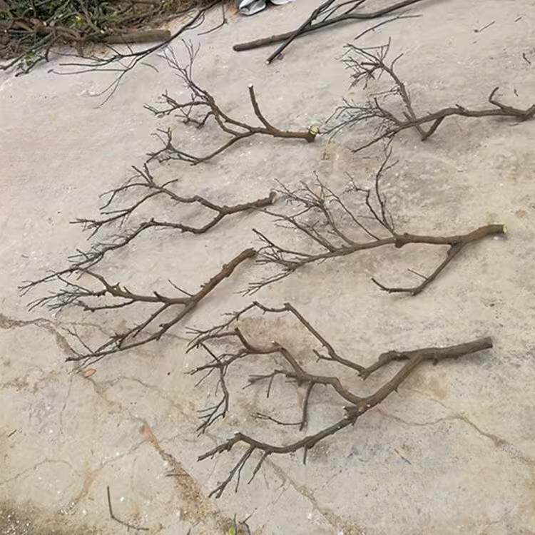 干树枝去皮原木树干枯树枝带分枝带杈树枝室内挂灯干花插花瓶装饰