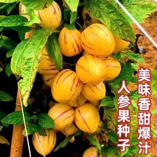 Ginseng fruit Fruit Seeds Planted in Four Seasons Featured