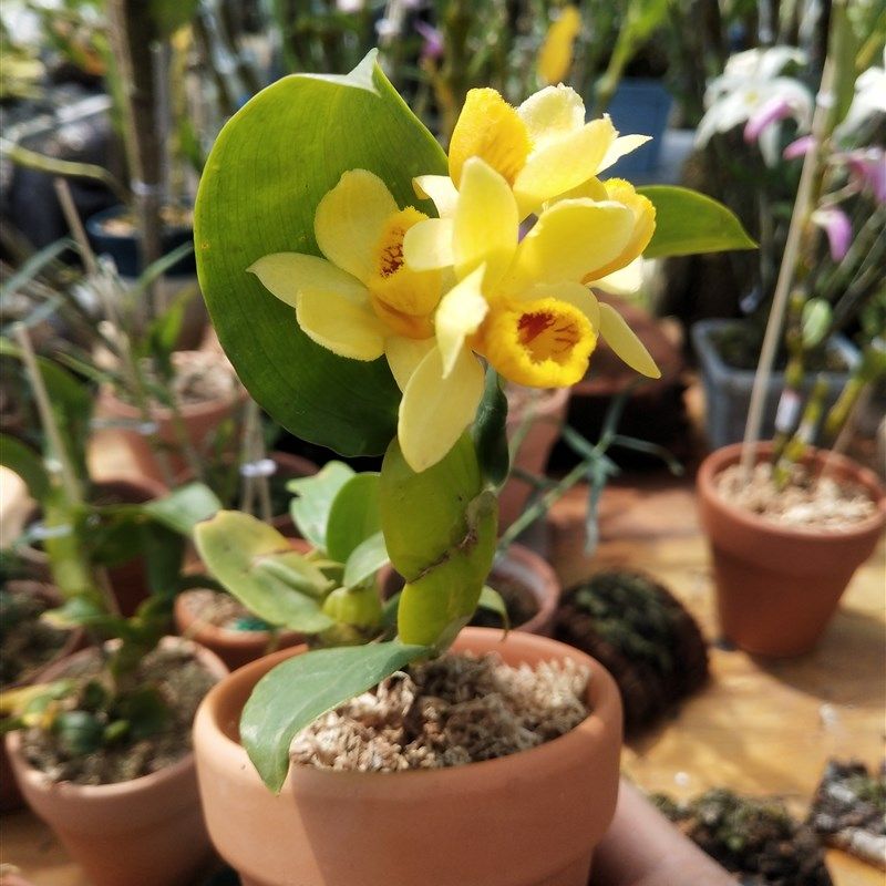 具槽石斛(Dendrobium sulcatum Lindl.一盆 - 实物图
