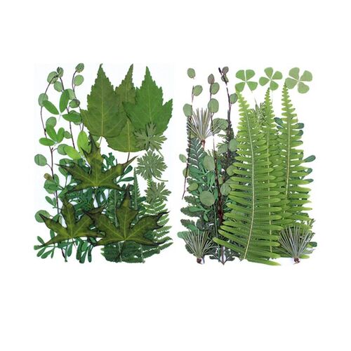 Green Leaf Combination Package, Real Leaf Plant Specimen ers