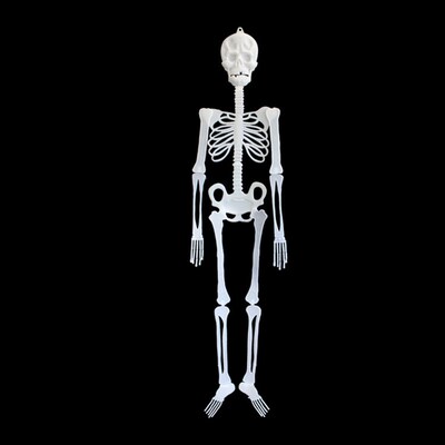 Spooky glow-in-the-dark skeletons decorated for Halloween