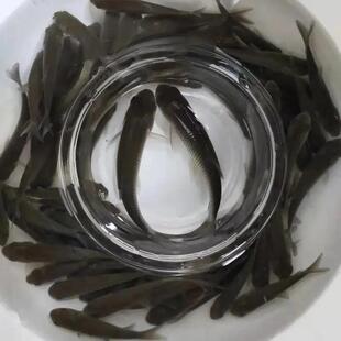 螺蛳青鱼苗正宗四川本地螺丝淡水食用鱼苗耐活易养殖灰草鱼乌鲩鱼