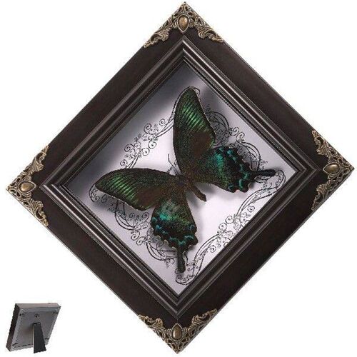 Butterfly Taxidermy Specimen Photo Frame Vintage Decor DIY