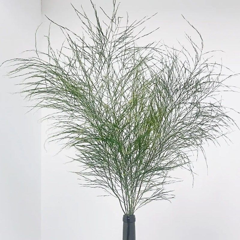 风车草鲜切花芦荀草鲜花水竹伞叶降落伞东方美学插花鲜花云南直发