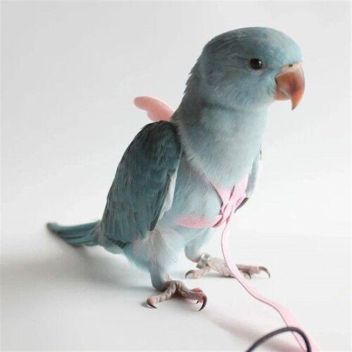 Parrot Flying Harness Leash Suit Pet Bird Outdoor Flight