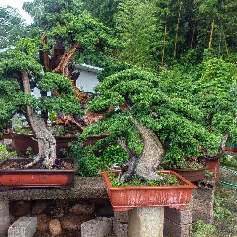 大马槽紫花长砂条花卉庭院盆面桌面阳台种菜地多肉古典园艺盆5899