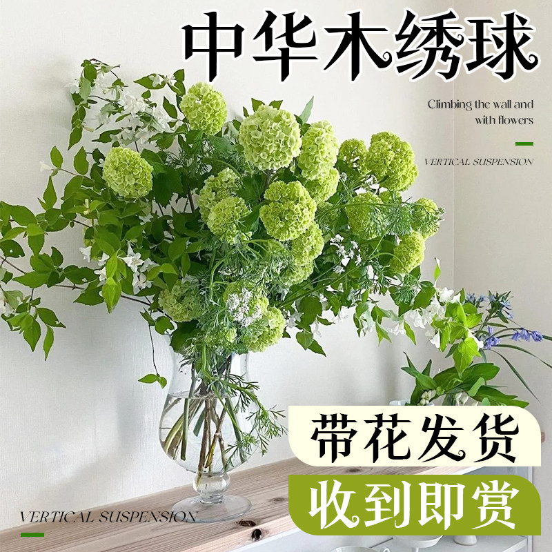 中华木绣球鲜切花插花水养鲜花室内客厅水培好养花束云南基地直发