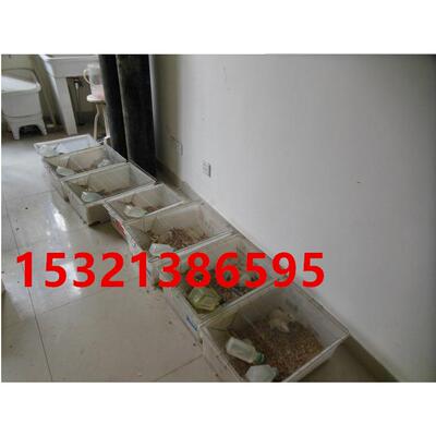 大鼠实验笼/大小鼠笼/白鼠繁殖笼/小鼠饲养笼子/小鼠实验笼