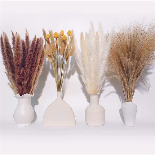 Pampas Grass Small Reed Dried Flowers Rabbit Tail Grass Smal